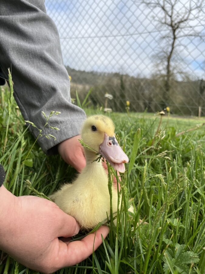Canetons Canard Laleu